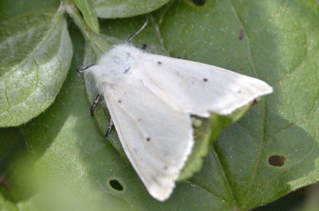 Diaphora mendica, femmina